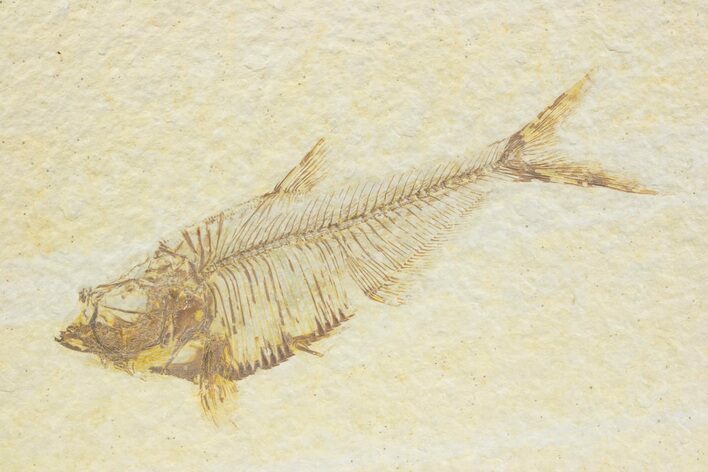 Detailed Fossil Fish (Diplomystus) - Wyoming #373760